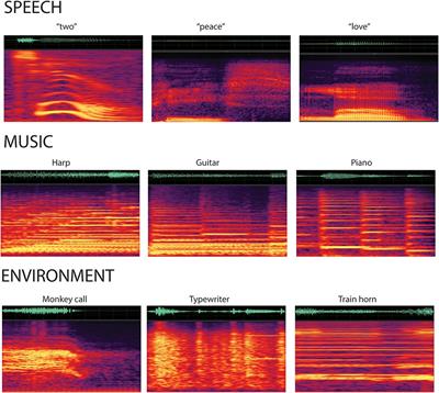 Response Advantage for the Identification of Speech Sounds